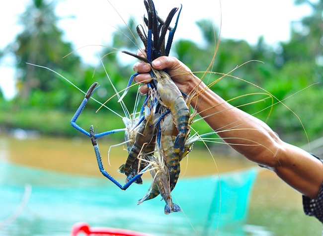 Bảo vệ hệ sinh thái dưới nước